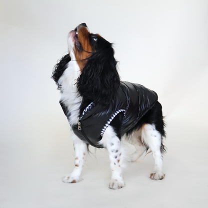 Perro King Cavalier con chaleco puffy color negro