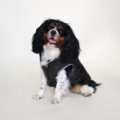 Perro King Cavalier con chaleco puffy color negro