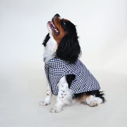 Perro King Cavalier con chaleco puffy color negro