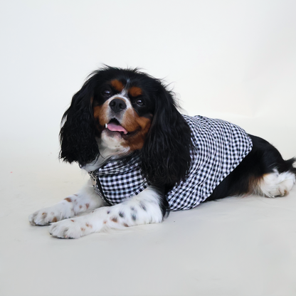 Perro King Cavalier con chaleco puffy color negro