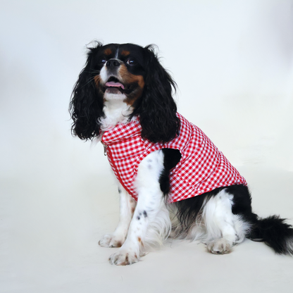 Perro King Cavalier con chaleco puffy color rojo