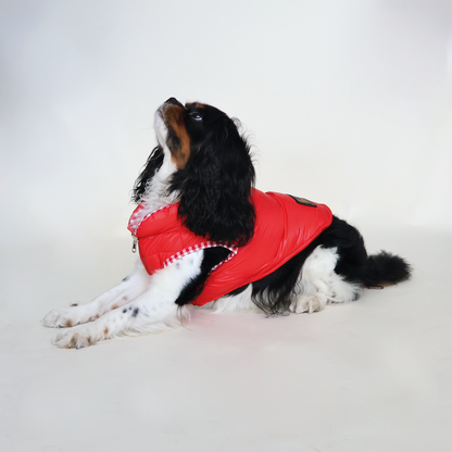 Perro King Cavalier con chaleco puffy color rojo