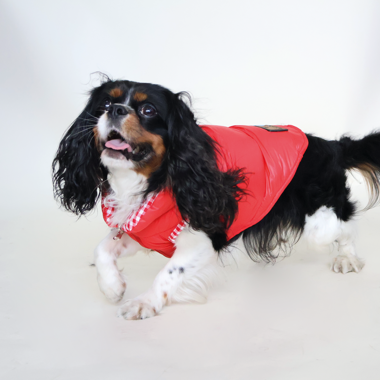 Perro King Cavalier con chaleco puffy color rojo