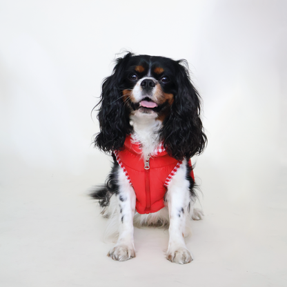 Perro King Cavalier con chaleco puffy color rojo