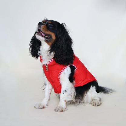 Perro King Cavalier con chaleco puffy color rojo