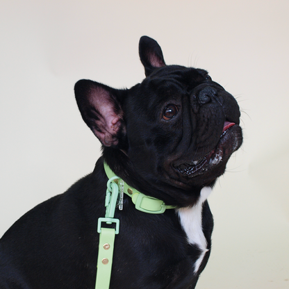 Bulldog Francés usando un collar verde.