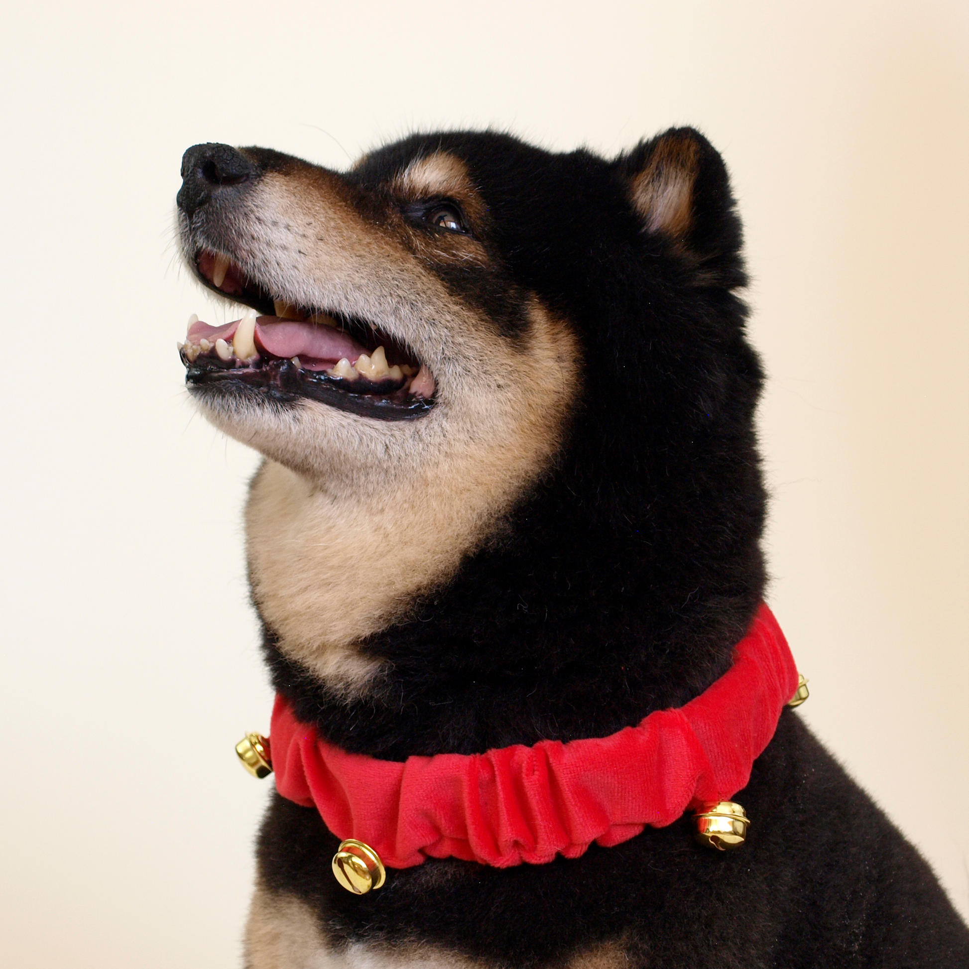 Shiba negro con collar rojo de cascabeles