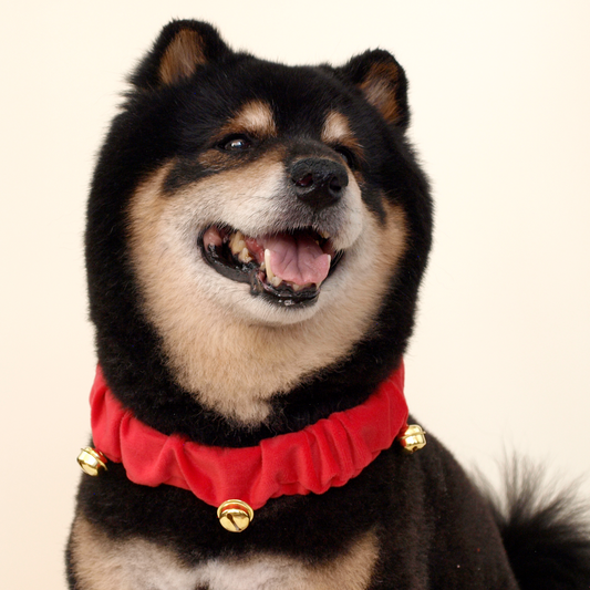 Shiba negro con collar rojo de cascabeles