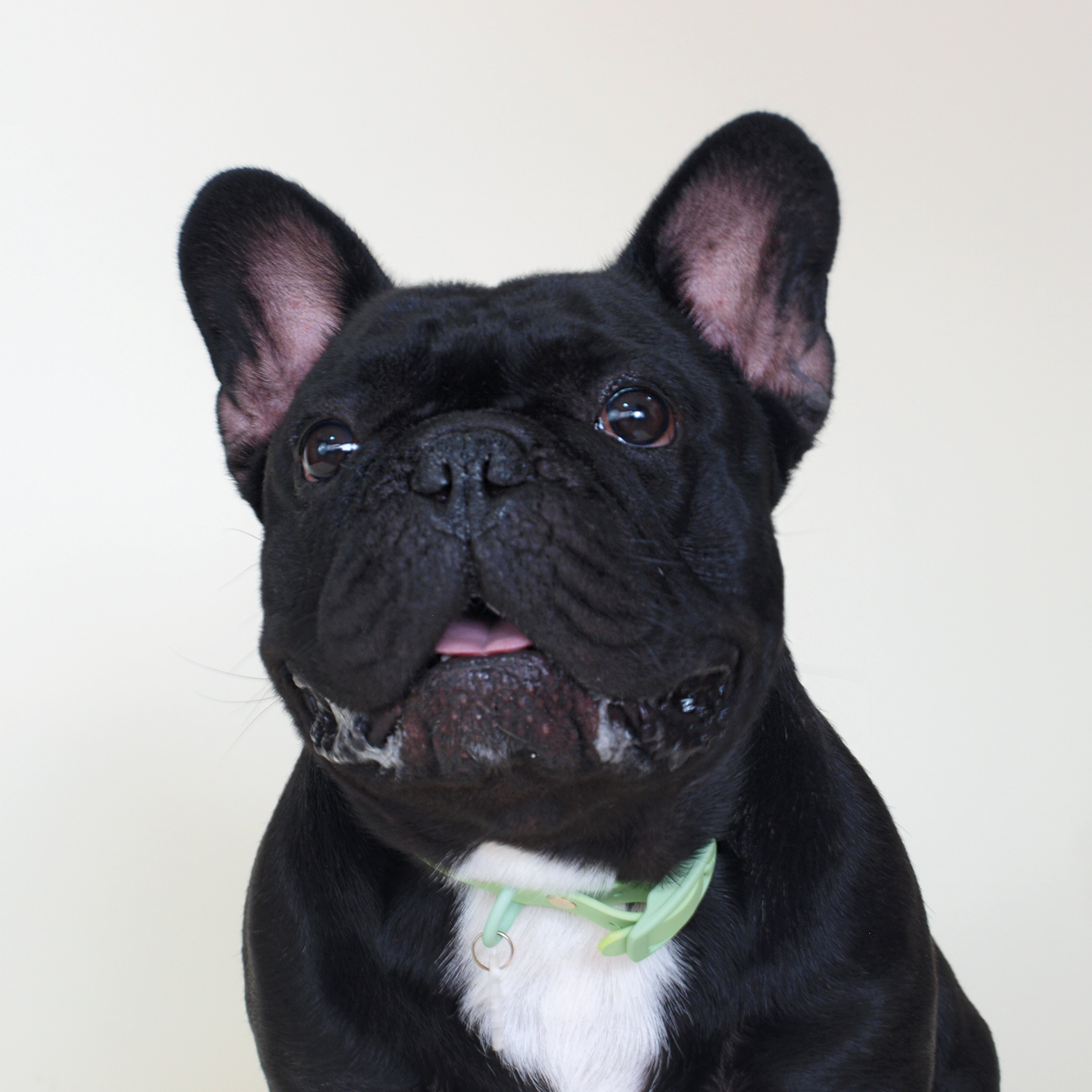 Bulldog Francés usando un collar verde.