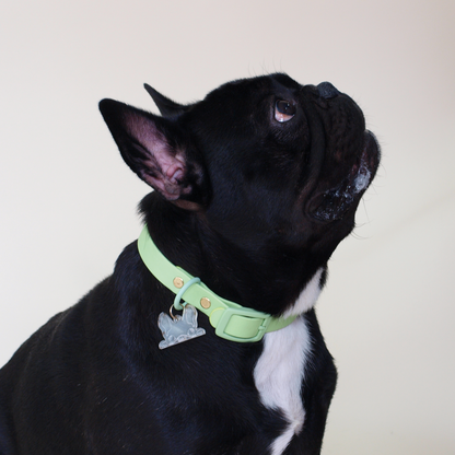 Bulldog Francés usando un collar verde.