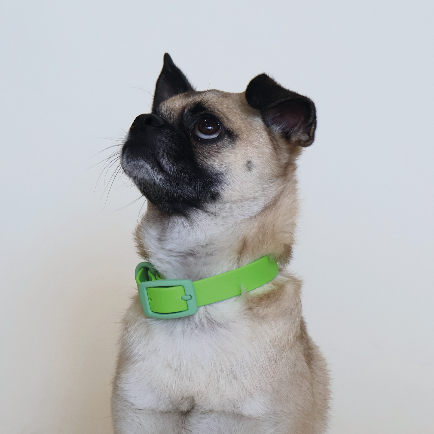 Green Envy Collar