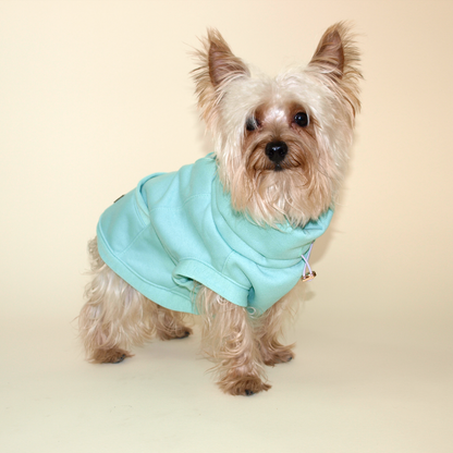 Yorkie vistiendo sudadera color menta.