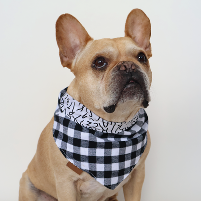 Bulldog francés con bandana negro con lanco