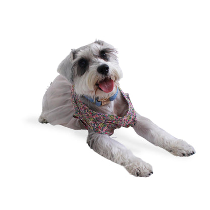 Perro Schnauzer con vestido floreado y falda rosa claro. En el cuello trae un collare azul con herraje dorado.